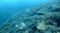 '12.6月 『パラオハマサンゴ大群落② in 大浦湾』 沖縄本島Dive Shop桜海