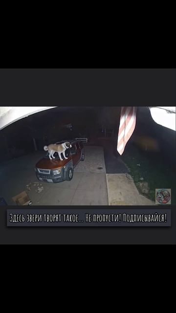 Тайная жизнь домашних животных