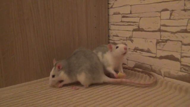 Rats eating potatoes