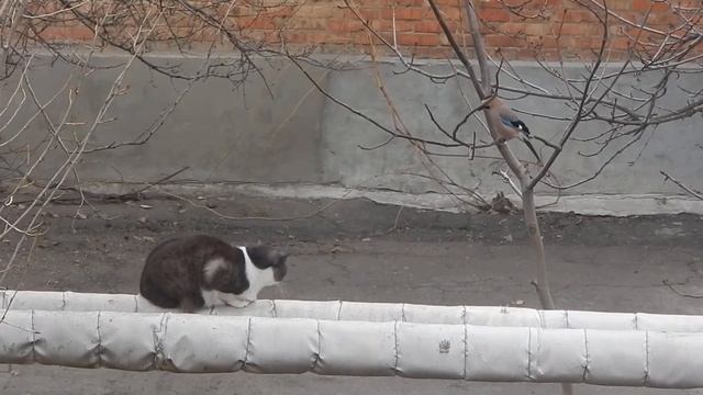 Сойка прогоняет кошку
