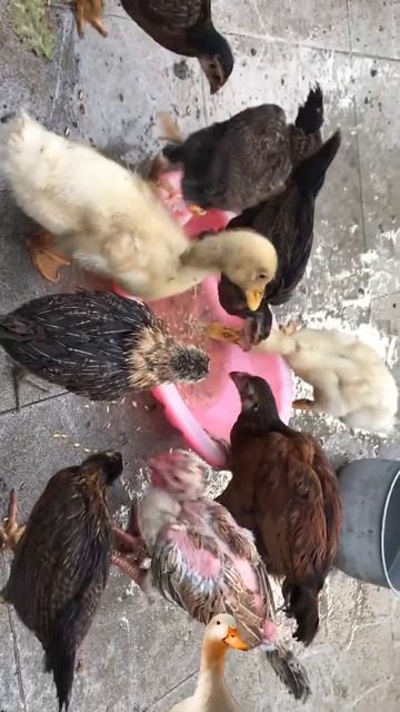 DUCK EATTING FISH, NOODLE, RICE, SNACK, VEGETABLE,FOOD #SHORTS VIDEO #18