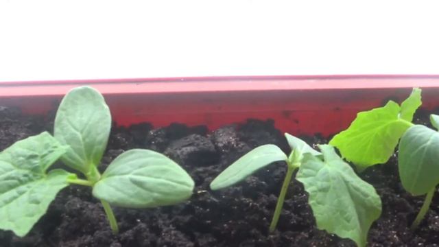 1080p_16_Огурцы_на_подоконнике_после_пересадки