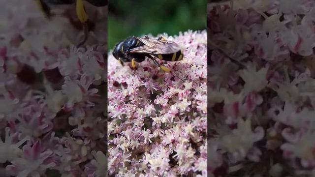 Ectemnius continuus ? feeding on carrot blossom -  4x slower