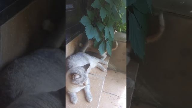 Как коты общаются