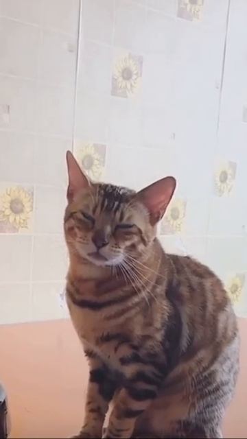 Бенгальская кошка грустит