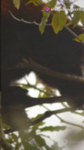 Meet the Agile European Marten!