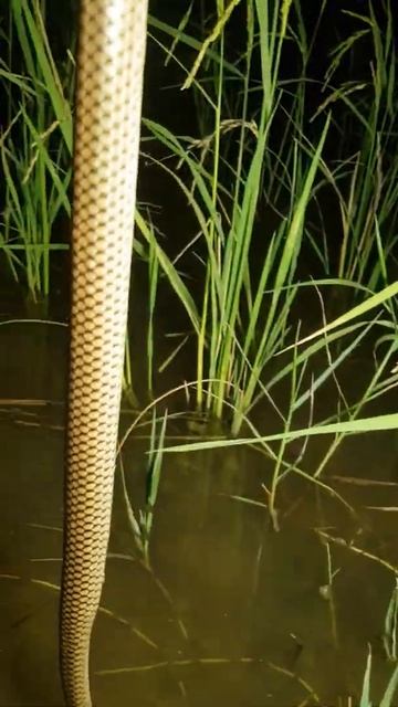Hook fishing 🎣 Amazing snake catching videos #Short 016