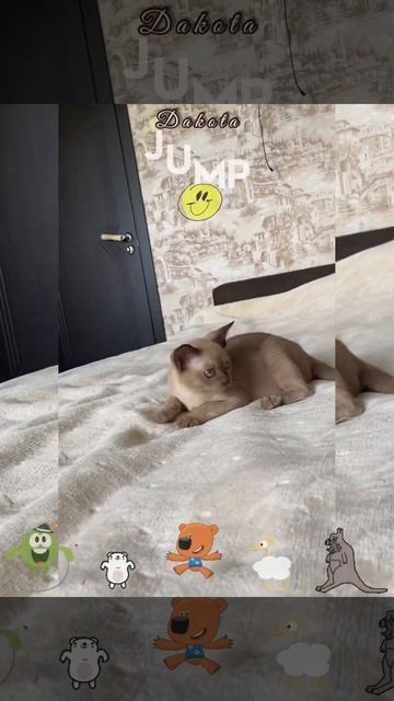 Бурманский котёнок Дакота. Burmese breeding cattery Freya Way*RU