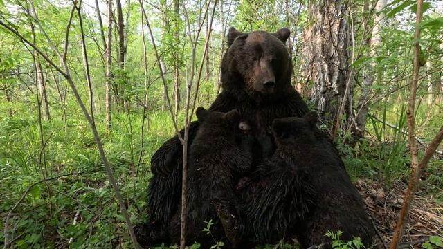 Обычная жизнь медведей в лесу.