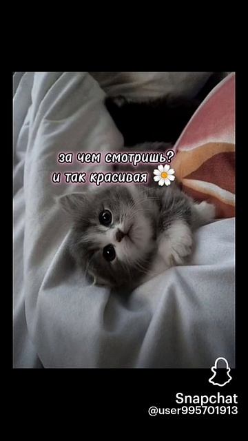 Snapchat-578671211.mp4