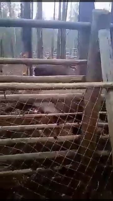 Лось матершинник послал нах и ржёт.