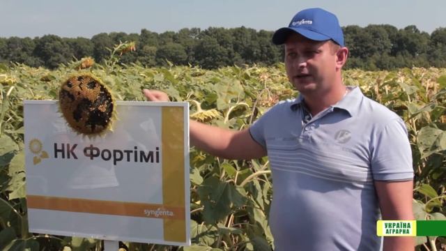 НАСІННЯ ВІД «SYNGENTA»