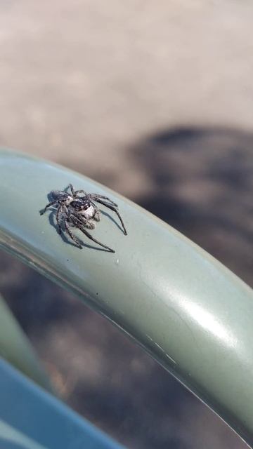 Cute Jumping Spider