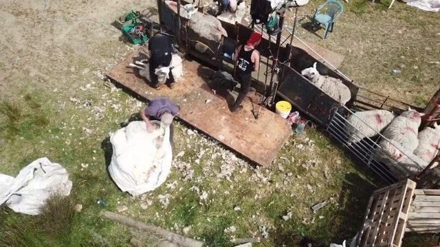 how do the sheep on the mountain get shorn? do the shearers go there?
