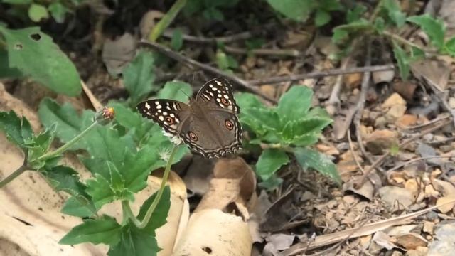 Lemon Pansy, Junonia lemonias, butterfly in the mountains of northern Thailand