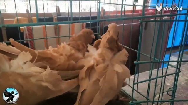 Chinesentaube   சீன ஆந்தை Китайская чайка