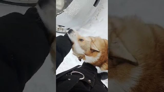 СРВшные пёсели