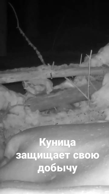 Куница атакует #shorts #animals
