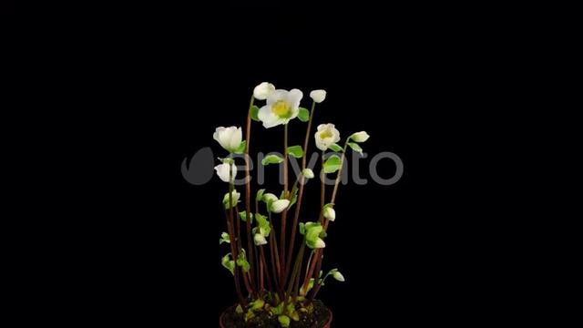Time-lapse growing opening Helleborus Christmas rose
