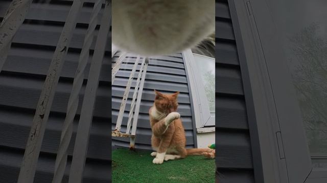 Гоупро на коте