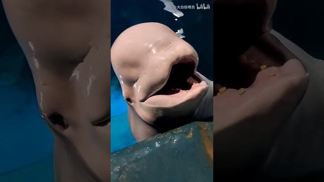 小白鲸请验证开箱密码