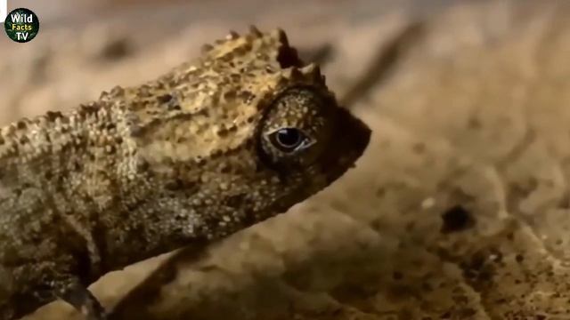 Top 10 Most Smallest Animals In The World | Small Animals You Never Before Seen