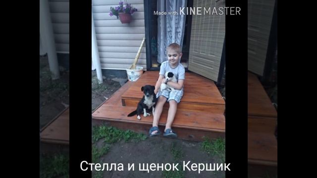 Мои домашние животные