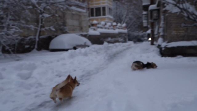 Волчок и Крейда в снегу