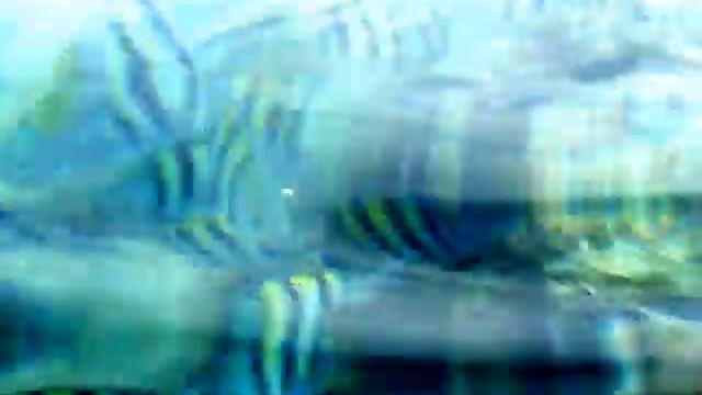 Рыбки сержанты