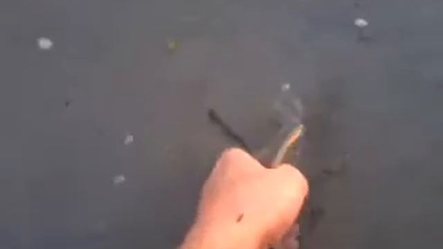 Вобла получила свободу
