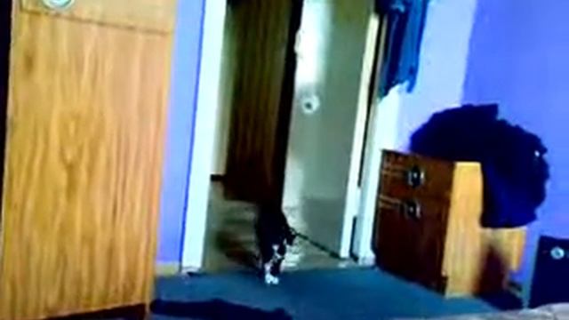 Котопес