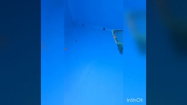 СПАСЕНИЕ ЛЯГУШЕК 🐸 ЗАСТРЯВШИХ В ПУСТОМ БАССЕЙНЕ😊