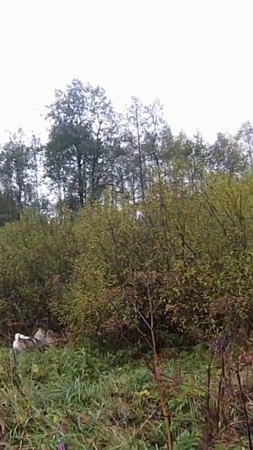 кабан из-под западно-сибирских лаек