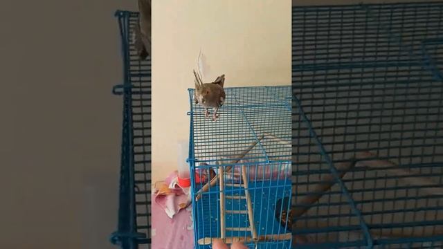 Кореллы Коша и Ричи!!! Корелла Коша летает, бегает, прыгает и садится на руку!!!