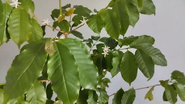 Кавове дерево Арабіка/Coffea Arabica в домашніх умовах