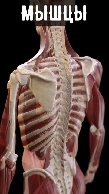 Анатомия мышц спины в 3D

Познакомьтесь с мышцами вашей спины
