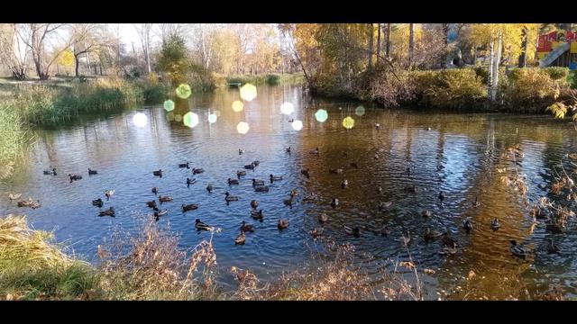 Осенняя зарисовка. Прогулка, Кулебаки, парк.12,10.2021г.