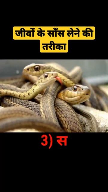 सांप(snake) साँस किसके द्वारा लेता है.?#APEDUCATION2.0||#respiration||#facts.
