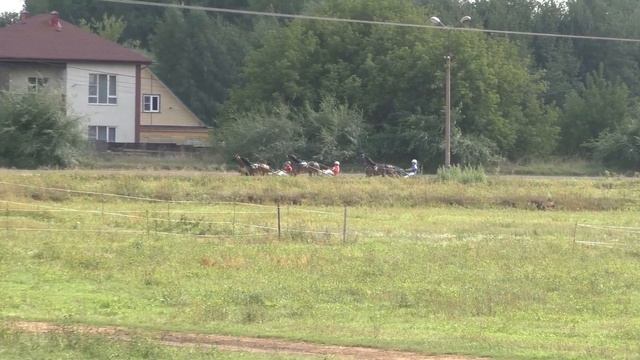 5 Раменский ипподром 14.08.2021 - Лошади рожд. 2018г. рысистых пород