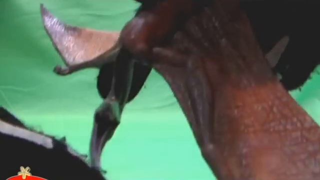 Papo® Pteranodon Review