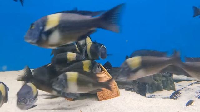 Tropheus Duboisi Maswa