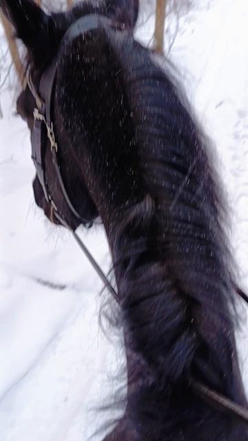Дольче Вита - там опасно, я туда не пойду.  #horse #equestrian #лошади #pony