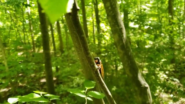 Blue eyed cicada