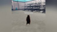 rat dance / trend