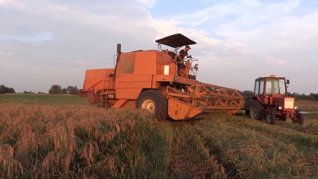 Żniwa 2018 | Bizon Super Z056 | Proso |