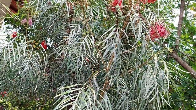 Abelhas euglossini na orquídea