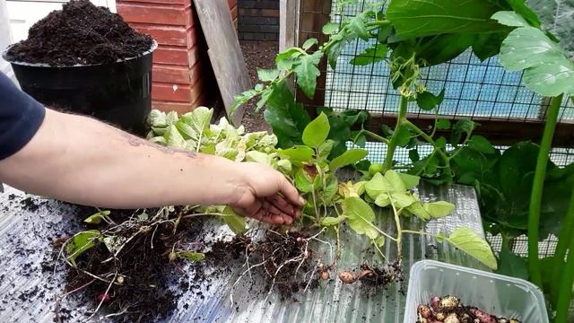 #SarpoMiraSeedPotatoes "100 Day Sapo Mira Reveal"   Seeds Sown Into A Flower Bucket  "Part 5"  (277