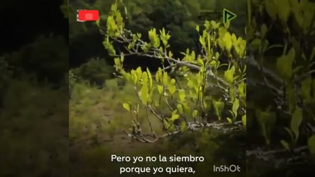 #laCoca# Quien crees que se beneficia con la mata de COCA