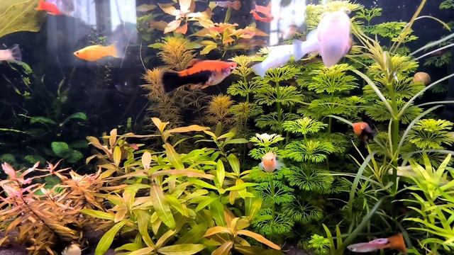 #рыбки #aquarium #aquascape #fish #relax #relaxing #аквариум #аквариумистика #животные #молли