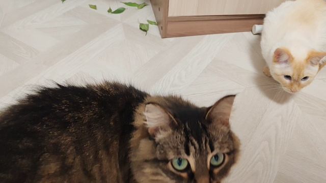 наши кошка и кот